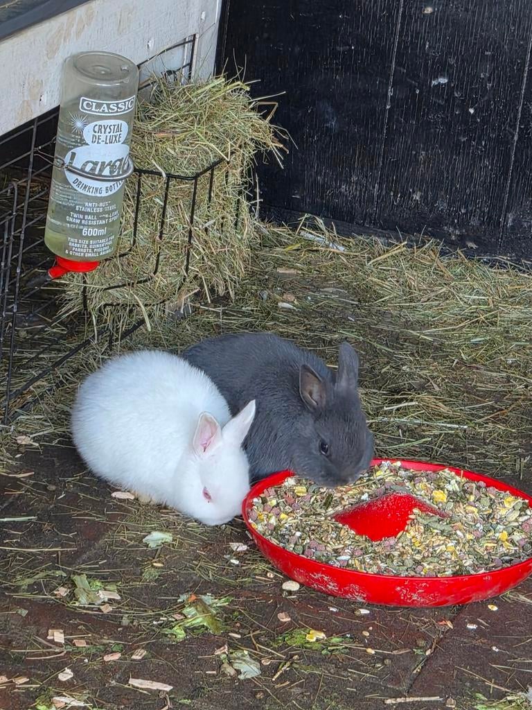Dwergkonijntjes, Dieren en Toebehoren, Konijnen, Meerdere dieren, Dwerg