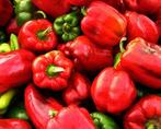 Paprika Red Wonder, Ophalen of Verzenden, Voorjaar, Volle zon, Zaad