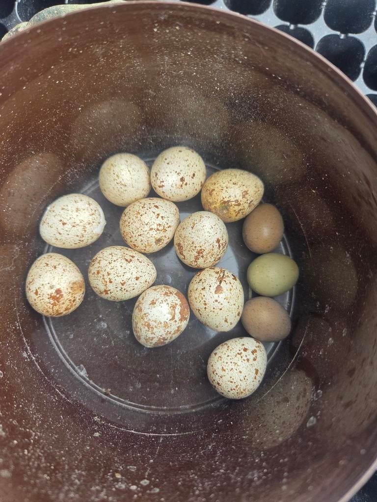 Californische kuifkwartel broedeieren., Ophalen of Verzenden, Nieuw, Overige typen