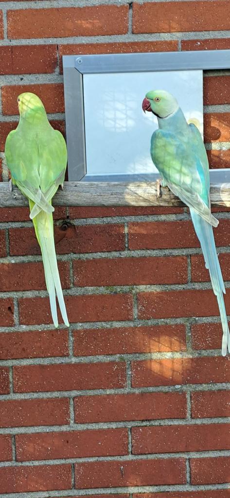 Halsbandparkieten, Meerdere dieren, Parkiet, Geringd