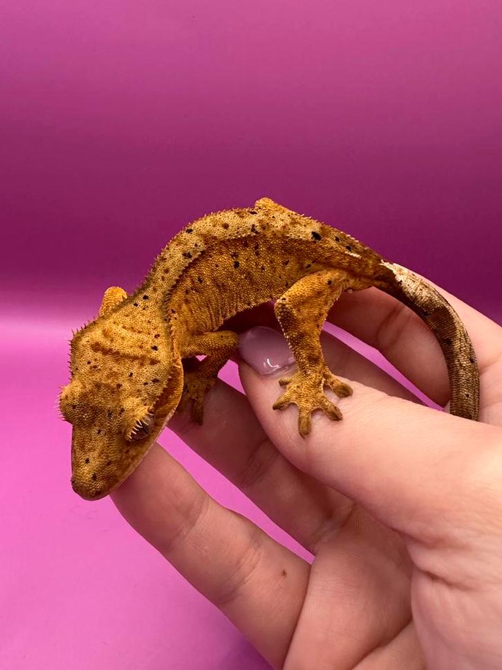 Wimpergekko man super dalmatian Crested Gecko - male for sale from RX Cresties