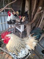 Hanen, Dieren en Toebehoren