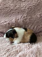cavia, Vrouwelijk, Tam, Maart, Cavia