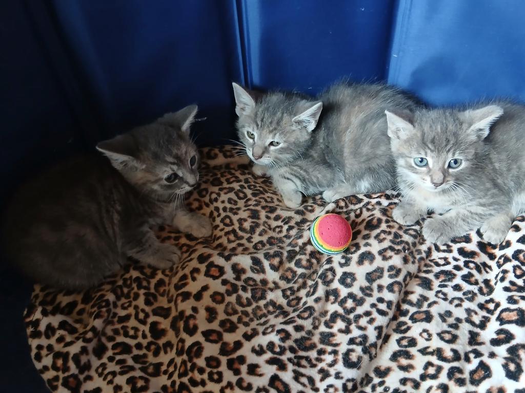 3 super schattige lieve Europese kittens ! (8 weken oud ), Meerdere dieren, Ontwormd, 0 tot 2 jaar
