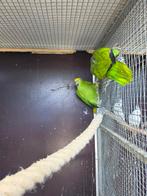 Te koop diverse kweekkoppels papegaaien of jong koppel, Meerdere dieren, Papegaai, Geringd