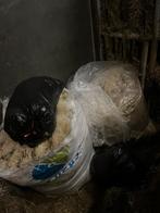 Schapen wol, Dieren en Toebehoren, Vrouwelijk