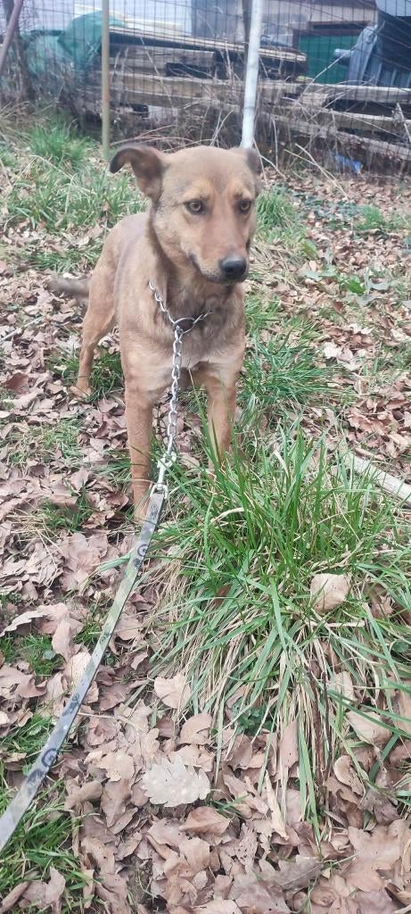  Ginna – een moederhart vol liefde zoekt veiligheid , Particulier, 1 tot 2 jaar, Buitenland, Teef