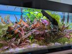 Ultieme aquascape met veel techniek, Ophalen, Zo goed als nieuw, Gevuld zoetwateraquarium