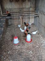 Hollandse kriel witpatrijs, Dieren en Toebehoren, Pluimvee