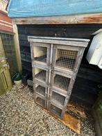 Duivenhok, lichthok, konijnenhok, caviaflat, Meerdere dieren, Postduif