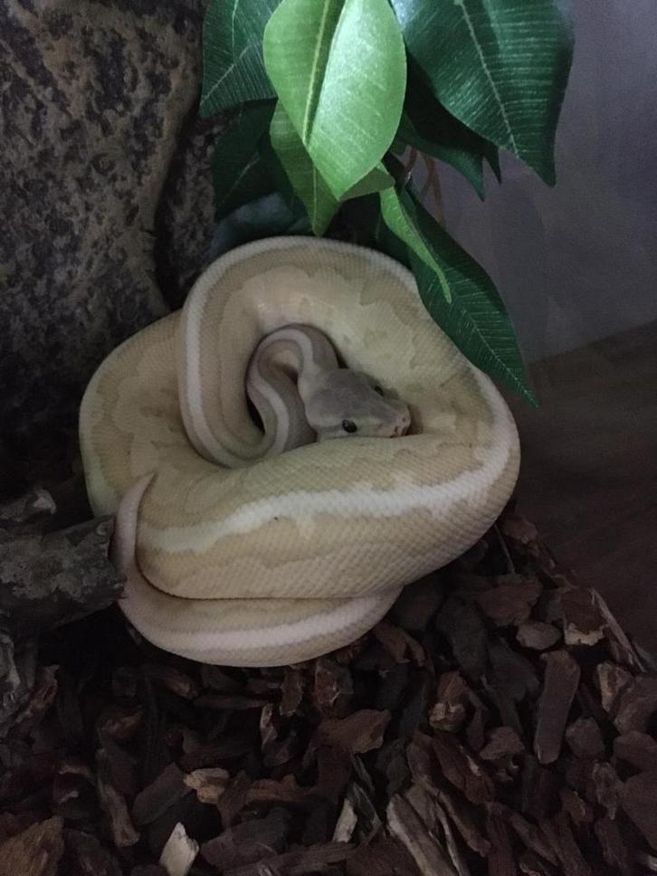 Ball python mannetje