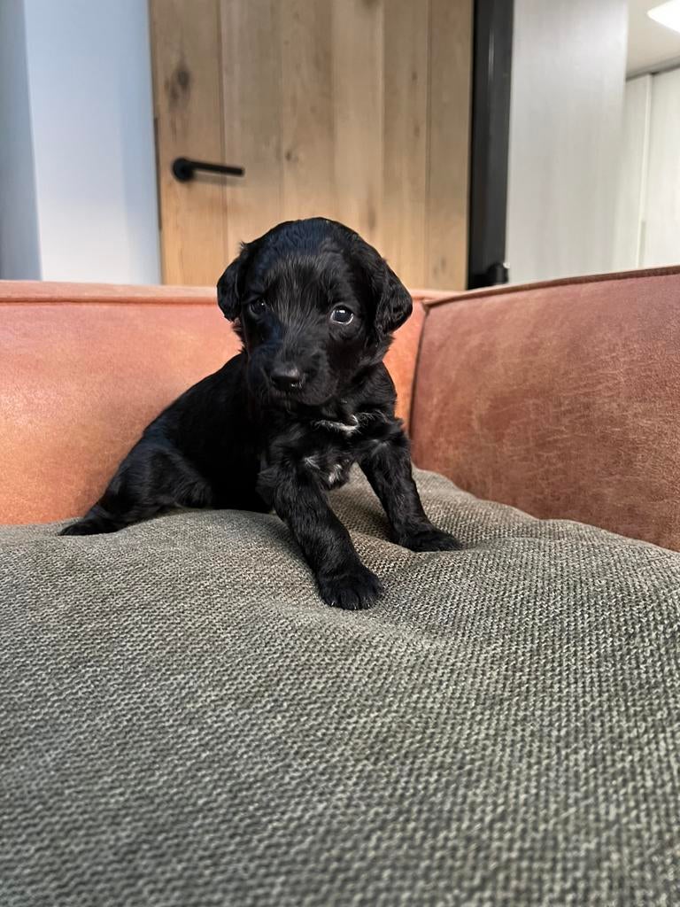 Doodle pups, Dieren en Toebehoren, Parvo, Overige rassen, 8 tot 15 weken, Meerdere