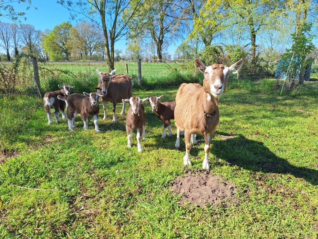 2 toggenburger melkgeiten met lammeren, Vrouwelijk, Geit