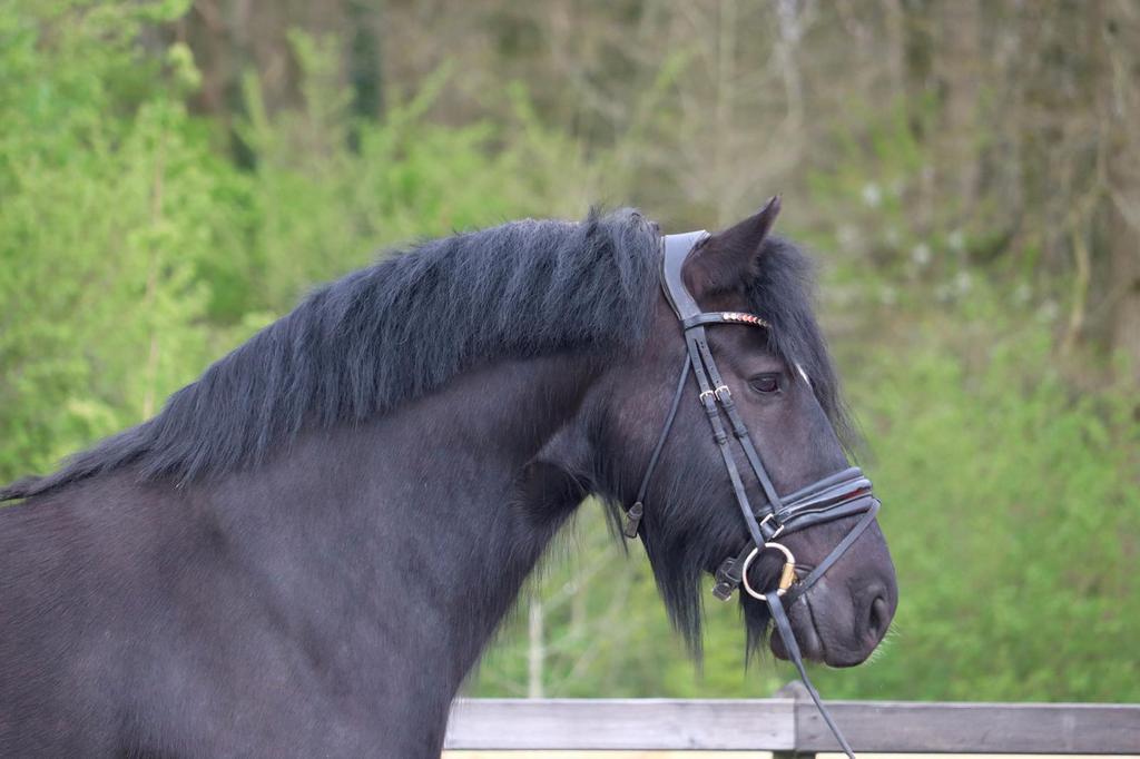 Super brave knappe 8 jarige ruin, B, Ruin, 3 tot 6 jaar, Recreatiepony