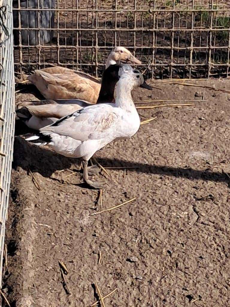 Broedeieren van de loopeenden, Dieren en Toebehoren, Geslacht onbekend, Eend
