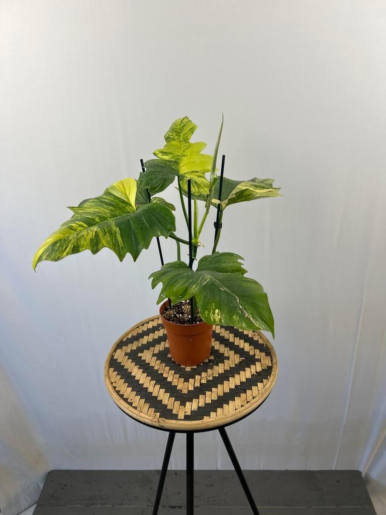 Philodendron Florida Beauty X Mayoi - Zeldzame kamerplant, Vaste plant, Ophalen of Verzenden, Bloeit niet, Halfschaduw