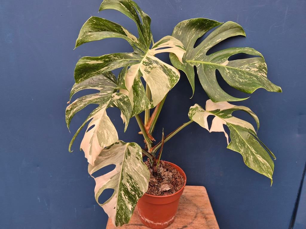 Monstera Deliciosa Variegata p15 (4), Huis en Inrichting, Kamerplanten, Ophalen of Verzenden, Halfschaduw, Minder dan 100 cm