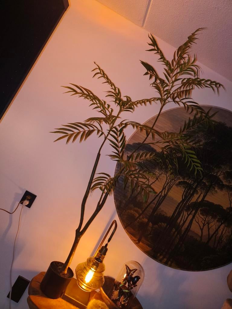 Kunstplant, Ophalen of Verzenden, Nieuw