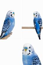 Grasparkieten, Meerdere dieren, Parkiet