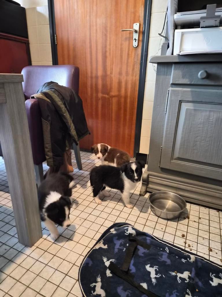 Border Collie pups, 8 tot 15 weken, Collie, Meerdere, Meerdere dieren