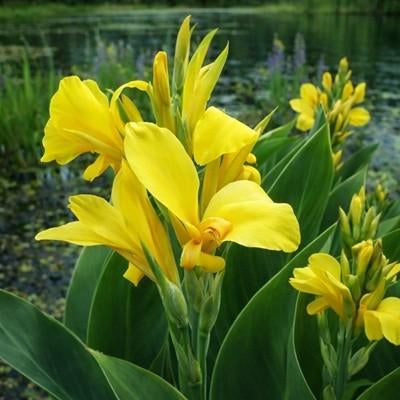 Mooie gele Canna knollen - Teab of ruilen, Tuin en Terras, Planten | Tuinplanten, Ophalen of Verzenden