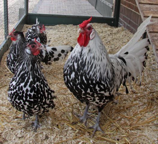 Hollands hoen, 8:hennen aan de leg en 3 hanen, Meerdere dieren, Kip