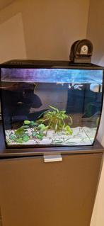 Fluval flex 57L incl vissen, Ophalen, Zo goed als nieuw, Gevuld zoetwateraquarium