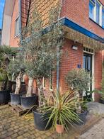 Olijfboom prachtige dikke stam, div olijfbomen scherpe prijs, Volle zon, Ophalen of Verzenden, 100 tot 250 cm, Olijfboom