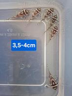 L46 Hypancistrus zebra 3-4cm, Vis, Zoetwatervis