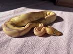 Ball Python 1.0 - Banana Leopard Enchi Clown 66% Het Pied, Dieren en Toebehoren, Reptielen en Amfibieën, Slang, Met terrarium