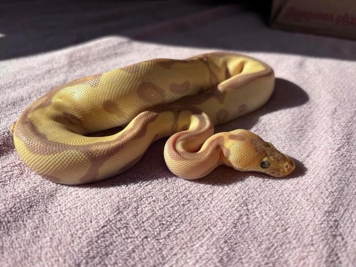 Ball Python 1.0 - Banana Leopard Enchi Clown 66% Het Pied Ball Python - male for sale from d
