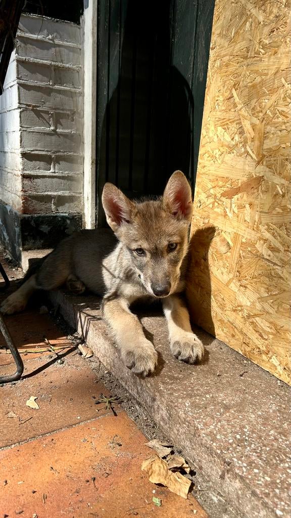 High-Mid Content Amerikaanse Wolfhond Puppy, Dieren en Toebehoren, Honden | Poolhonden, Keeshonden en Oertypen, Overige rassen