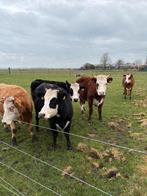 Mooie blaarkop pinken, Meerdere dieren, 0 tot 2 jaar
