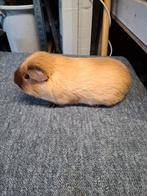 California choco cavia  beer 2 jaar oud., Dieren en Toebehoren, Knaagdieren, Juni, Mannelijk, Cavia