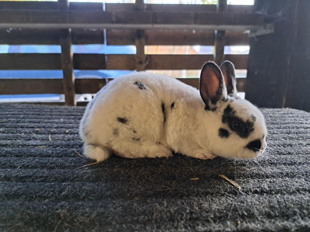 Rex Dwerg Dalmatiner konijntjes, Dieren en Toebehoren, Vrouwelijk, Dwerg, 0 tot 2 jaar