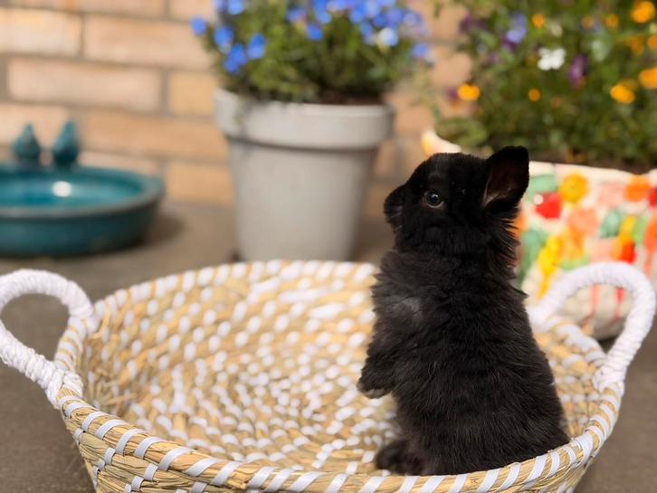 Knuffelige hangoor, Dieren en Toebehoren, Konijnen, Dwerg, Mannelijk, 0 tot 2 jaar, Hangoor
