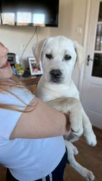 Labrador pups, 8 tot 15 weken, Labrador retriever, Meerdere, Meerdere dieren