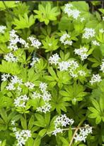 Lievevrouwebedstro Galium odoratum inheemse vaste plant, Ophalen of Verzenden, Bodembedekkers, Halfschaduw