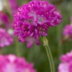Armeria maritima 'Splendens' - Engels gras P9 pot, Ophalen of Verzenden, Overige soorten, Volle zon