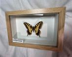 Echte Opgezette koninginne page in lijst, 17 x 11,5 cm, Ophalen of Verzenden, Zo goed als nieuw, Insect, Opgezet dier