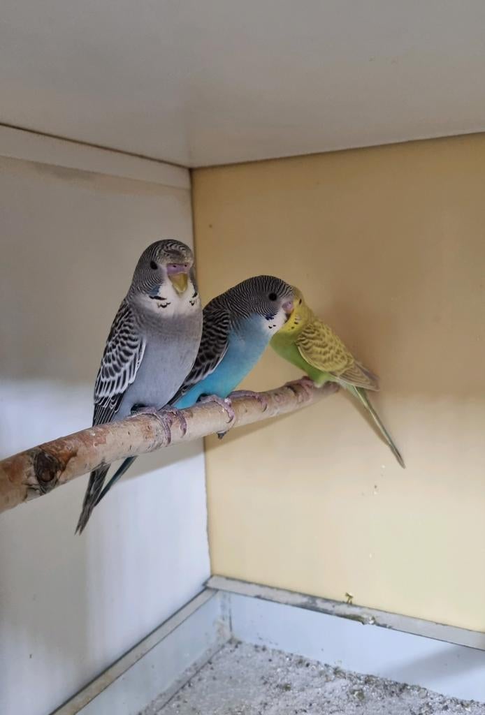 Diverse Grasparkiete, Dieren en Toebehoren, Meerdere dieren, Parkiet