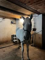 Amy, Merrie, Minder dan 160 cm, Recreatiepaard