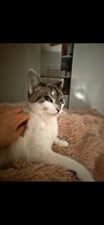 Europese korthaar / Siamese kitten (gezocht), Dieren en Toebehoren, Meerdere dieren, 0 tot 2 jaar