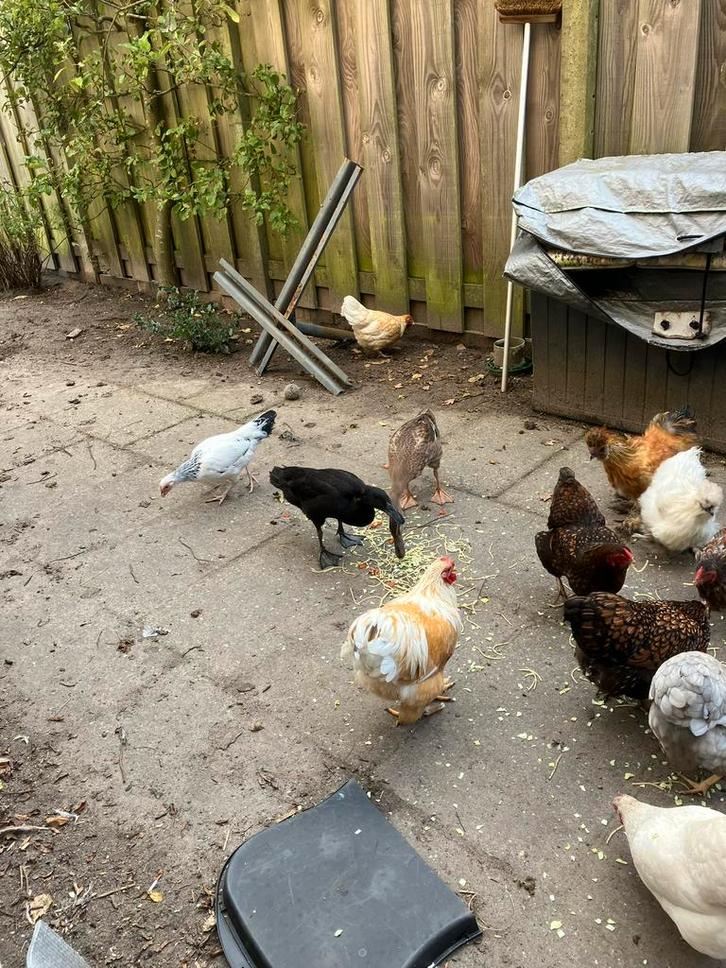 Aangeboden koppel van 9 hennen en 2 loopeenden, Dieren en Toebehoren, Pluimvee, Eend, Meerdere dieren