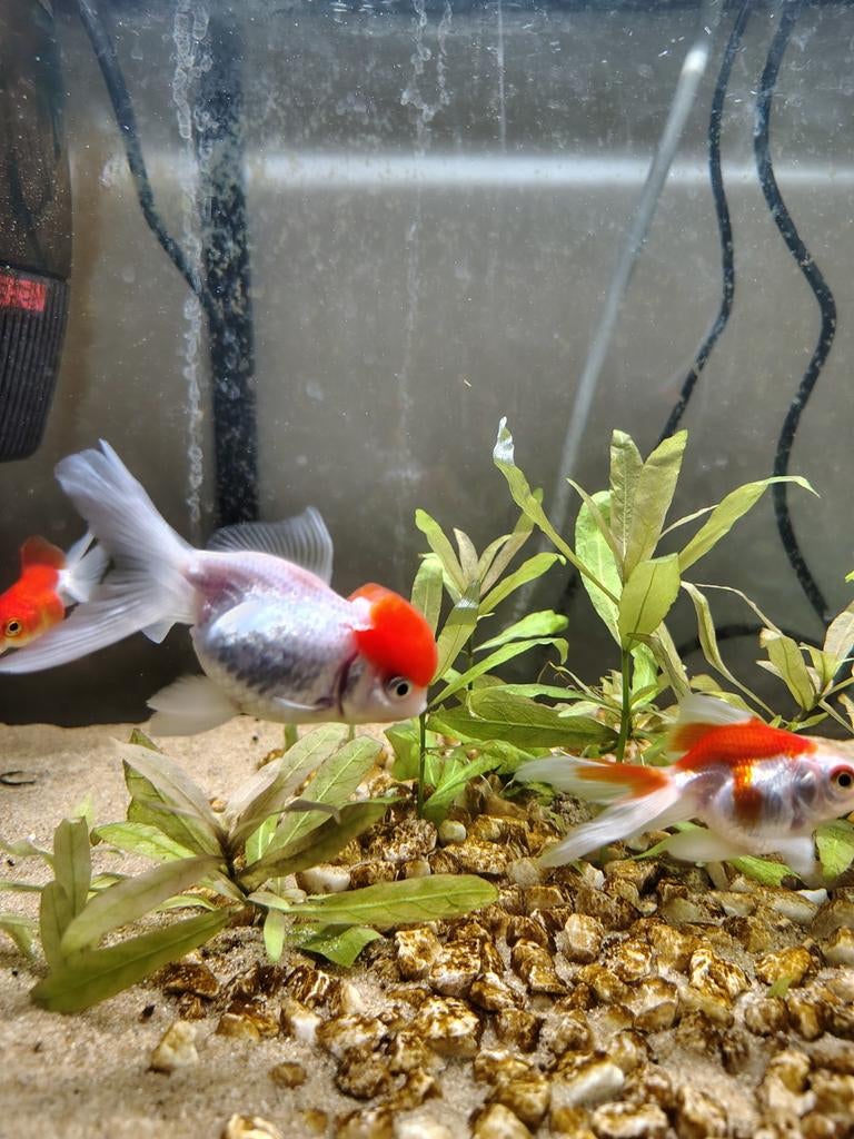 1 redcap 2 sluierstaart, Vis
