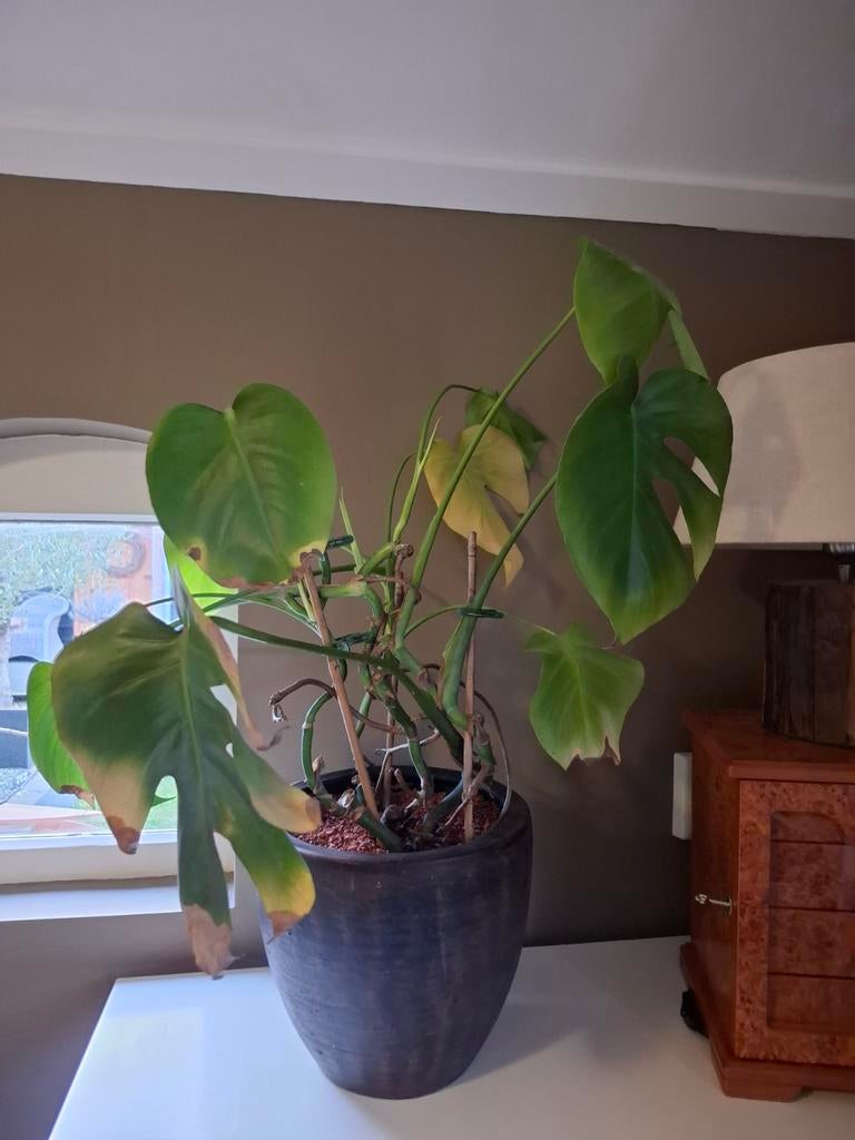 Monstera inclusief bloempot, Huis en Inrichting, Kamerplanten, Ophalen, Halfschaduw, In pot, Minder dan 100 cm