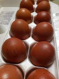 Marans hennen kuikens, Vrouwelijk, Kip