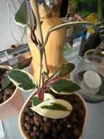 Hoya Carnosa Flamingo Dream, Huis en Inrichting, Kamerplanten, Ophalen, Overige soorten, Halfschaduw, In pot