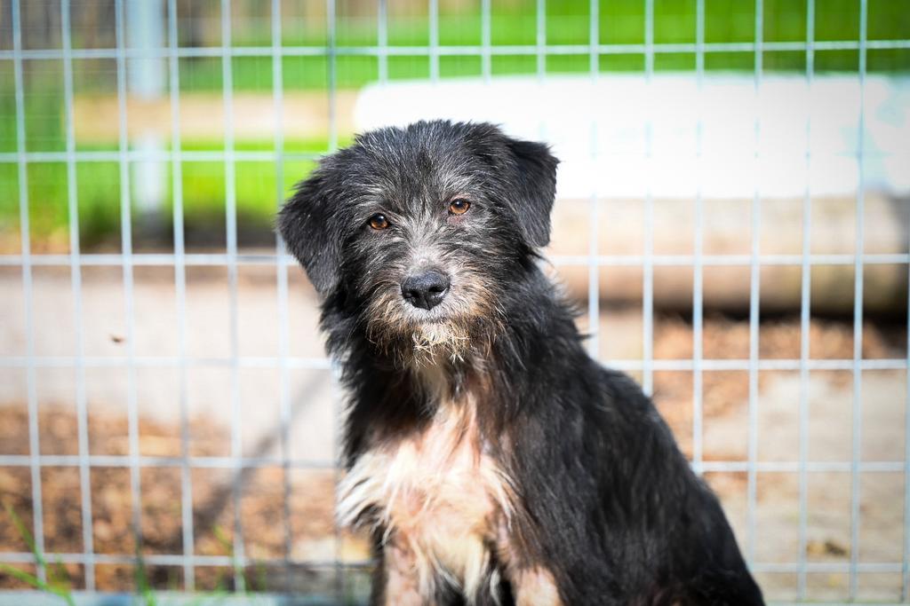 Easton reutje 5 maanden, Dieren en Toebehoren, Particulier, 15 weken tot 1 jaar, Reu, Buitenland