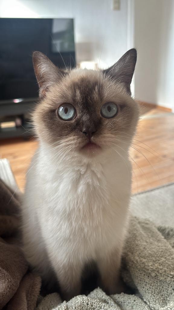 Briste korthaar te koop ANTWERPEN, Dieren en Toebehoren, Katten en Kittens | Overige Katten, Poes, Kortharig, 0 tot 2 jaar